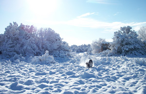dog in snow